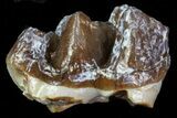 Oligocene Horse (Mesohippus) Tooth #73638-1